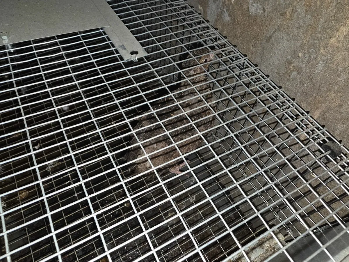 Quail + Laying Cage - Image 2