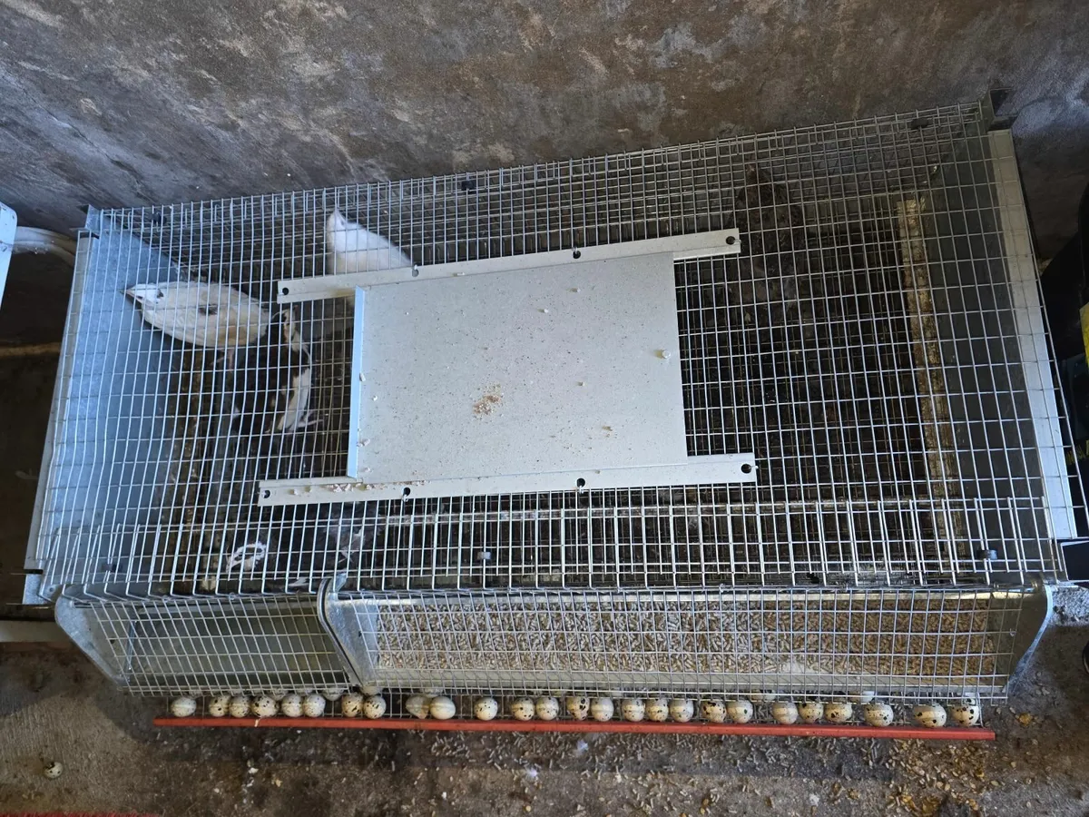 Quail + Laying Cage - Image 1