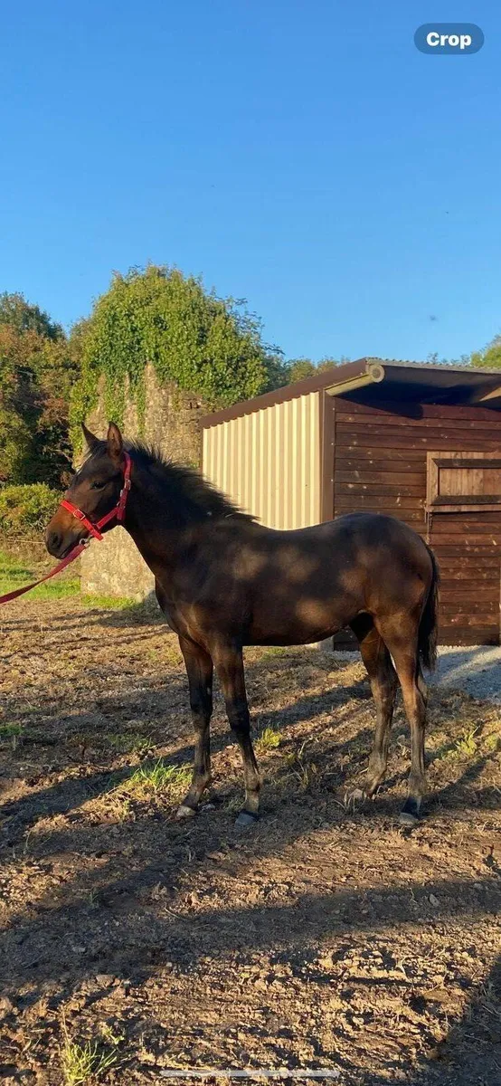 SIR JIM JIM FILLY FOAL FOR SALE - Image 1