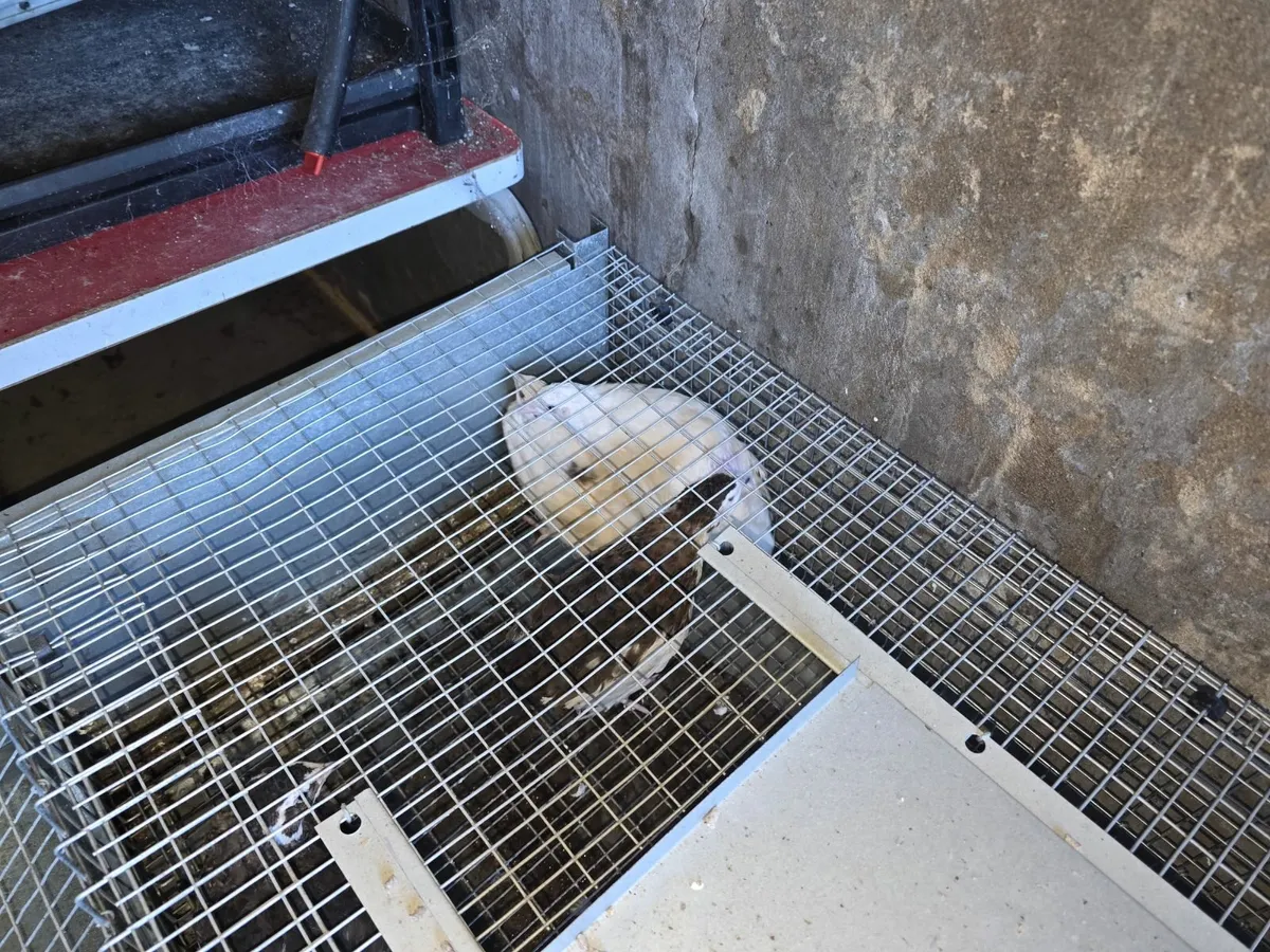 Quail + Laying Cage - Image 3