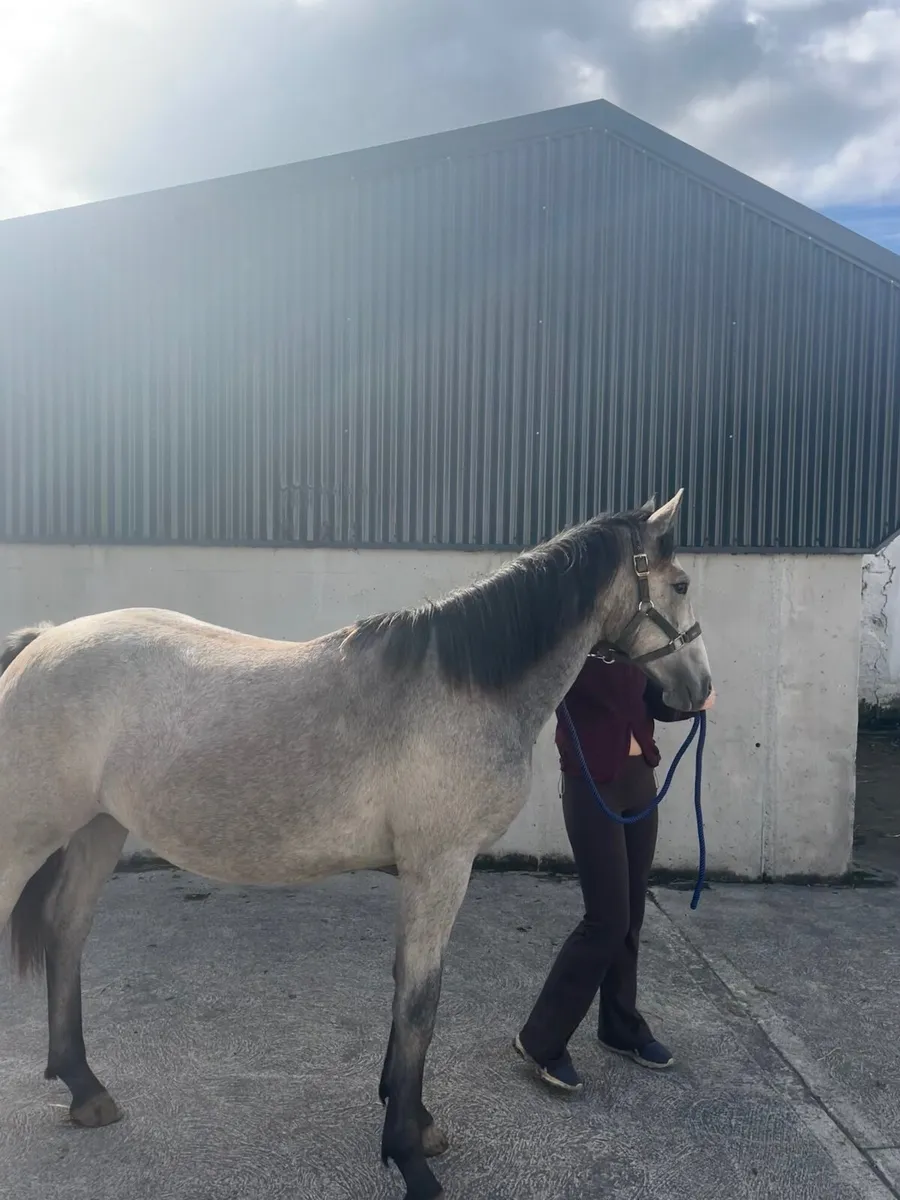 Stylish sporthorse yearling - Image 1
