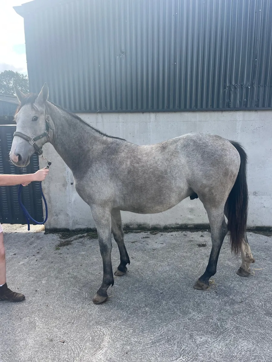Stylish sporthorse yearling - Image 2
