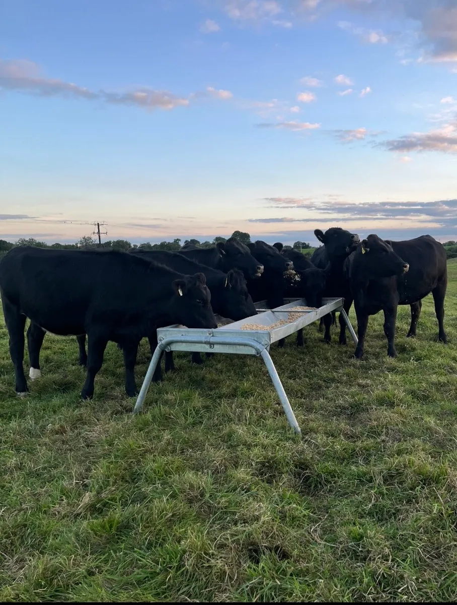 Super Angus heifers for sale - Image 1