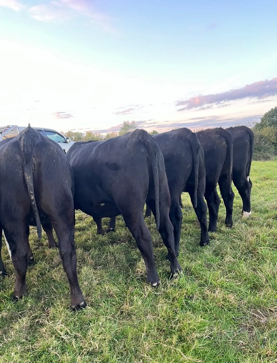 Super Angus heifers for sale - Image 2
