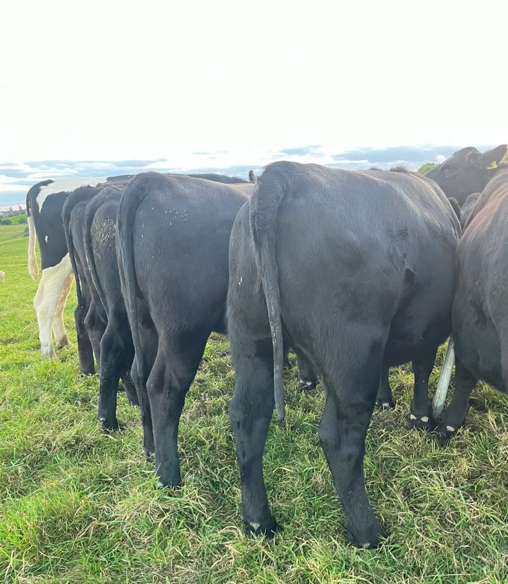 Super Angus heifers for sale - Image 3