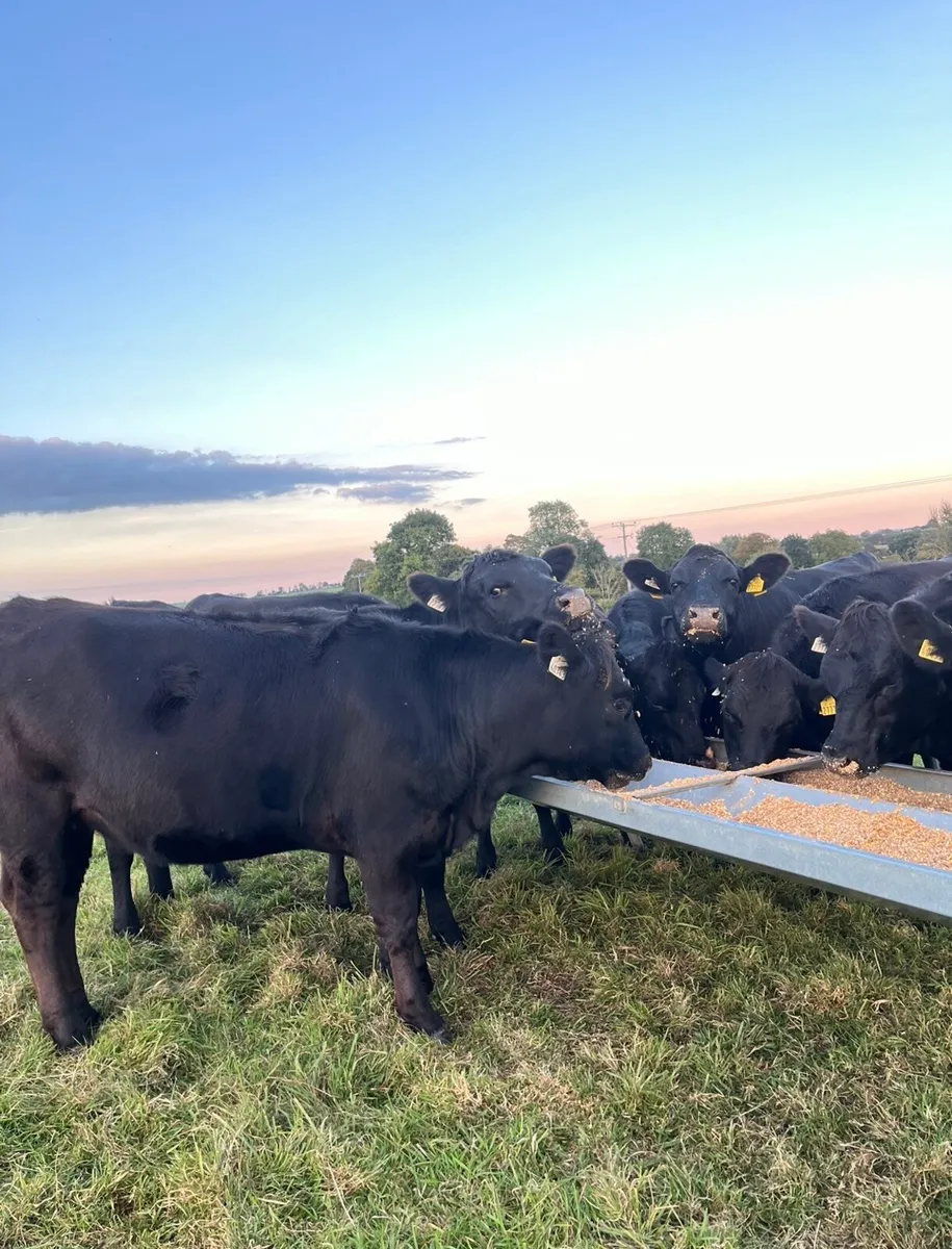 Super Angus heifers for sale - Image 4