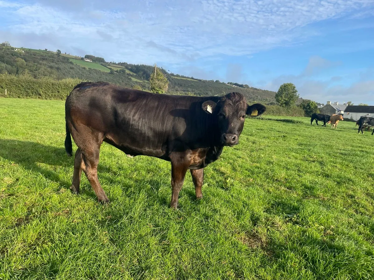 Quality In-calf Heifers - Image 1