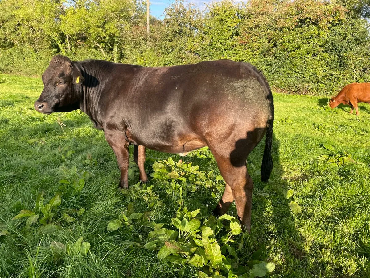 Quality In-calf Heifers - Image 2
