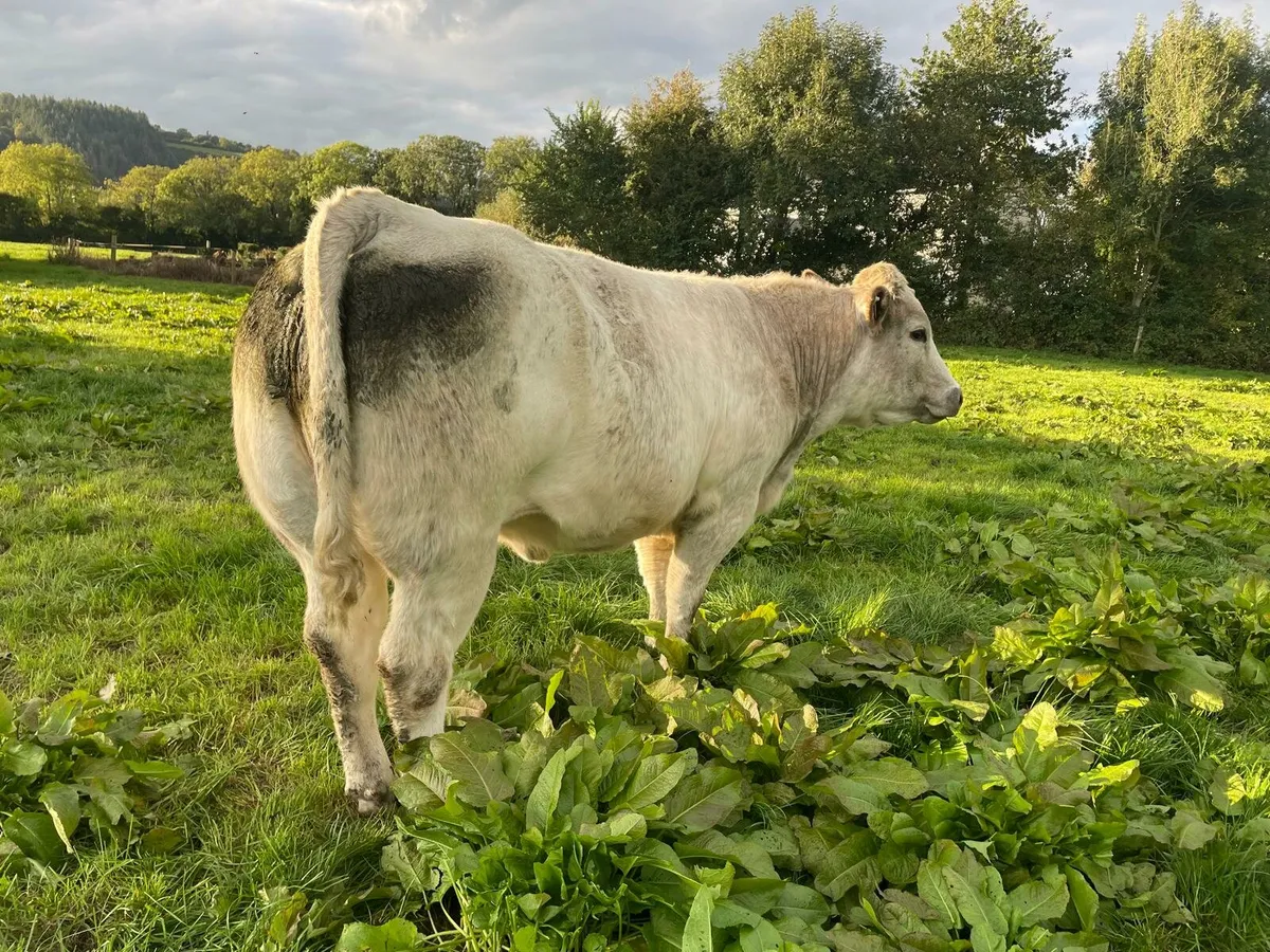 Quality In-calf Heifers - Image 3