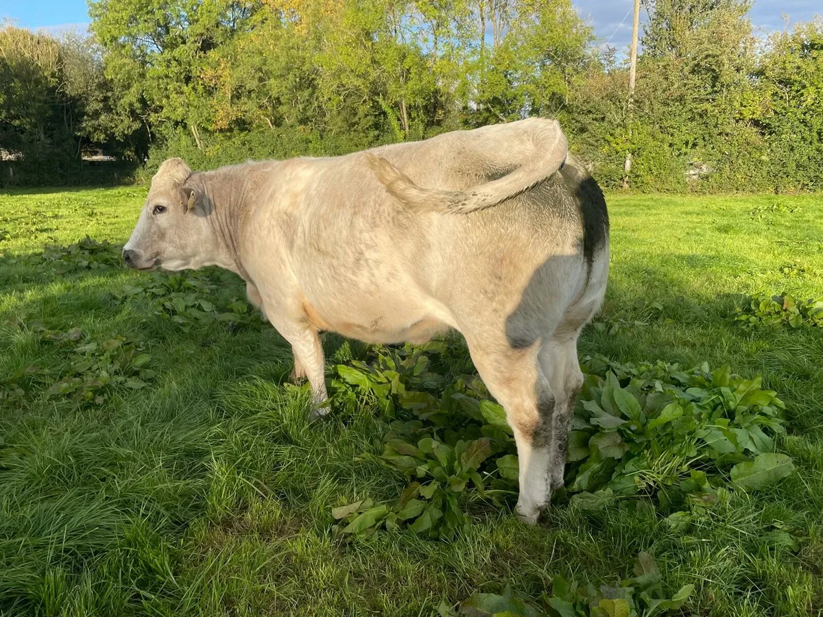 Quality In-calf Heifers - Image 4