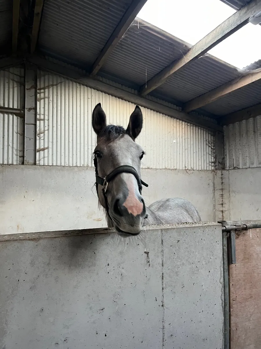 Stylish sporthorse yearling - Image 4