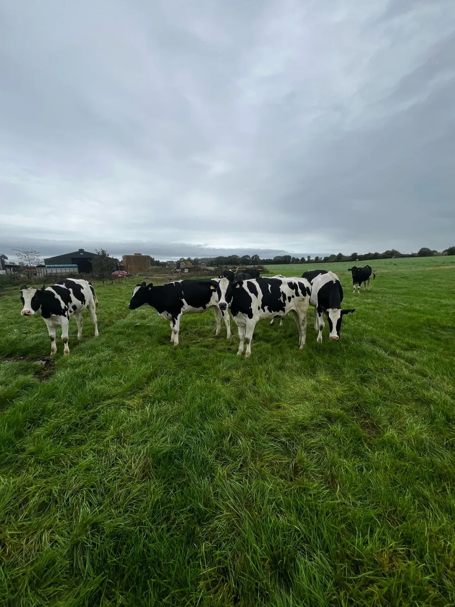 Heifers - Image 1