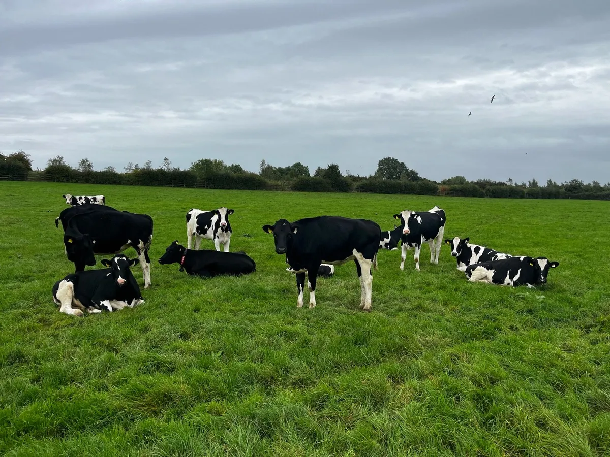 Heifers - Image 2