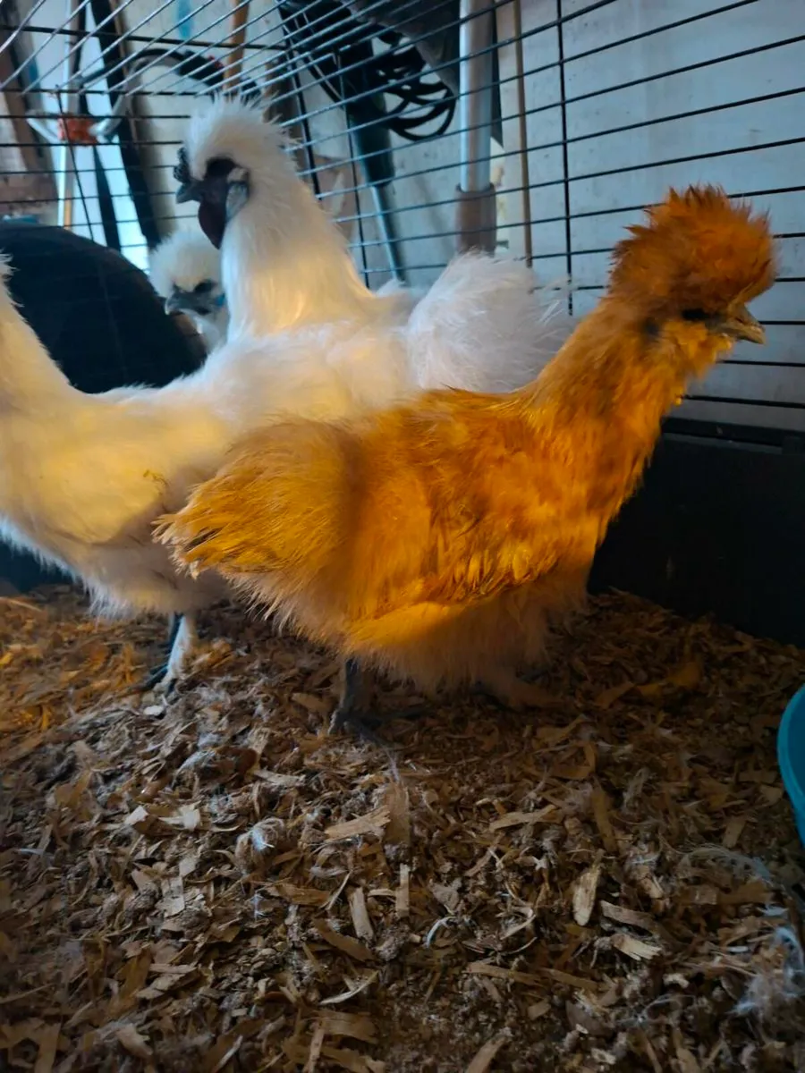 Isa brown,ducks,silkies - Image 3