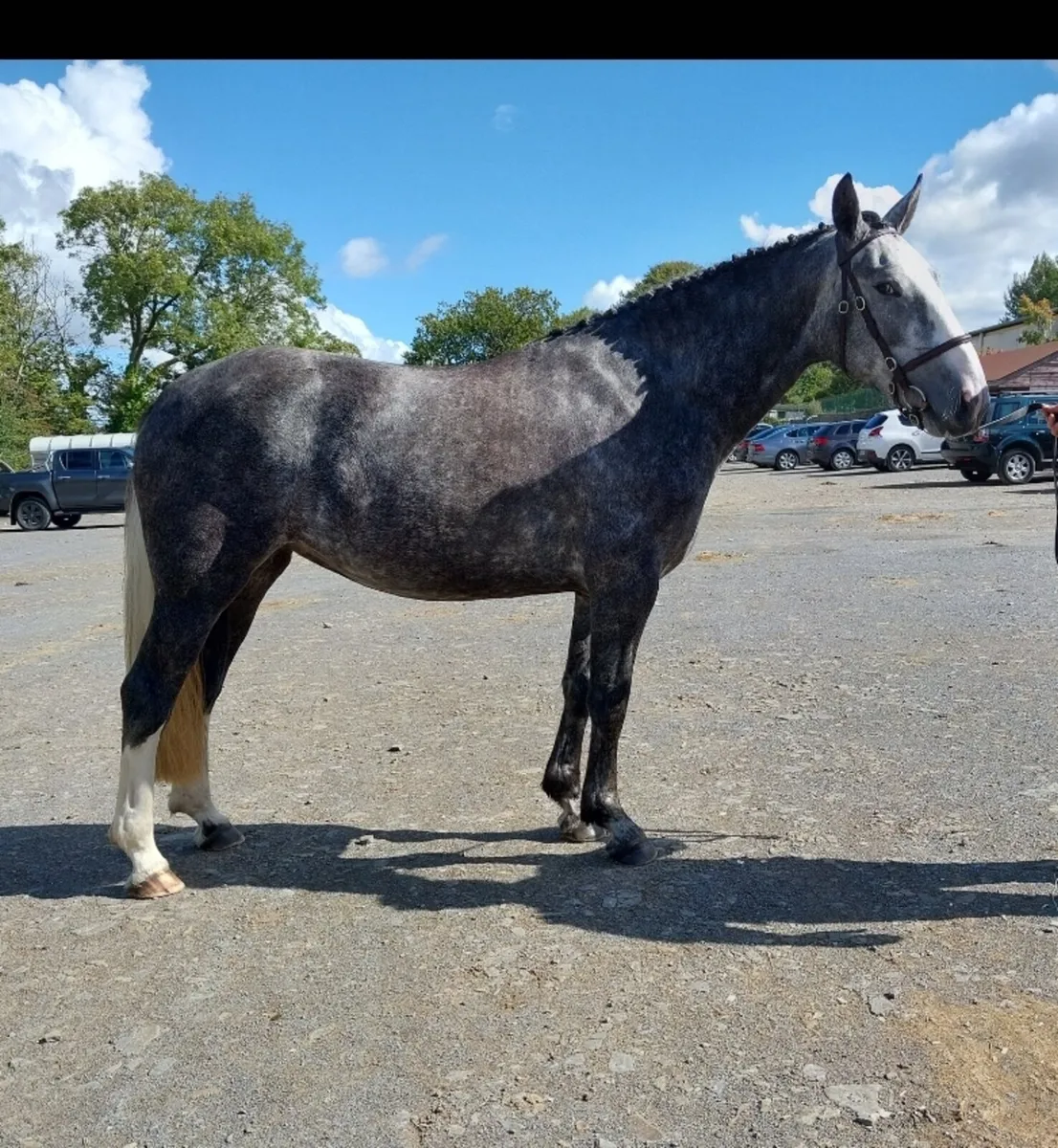 Lot269 cavan Irish draught sale - Image 4