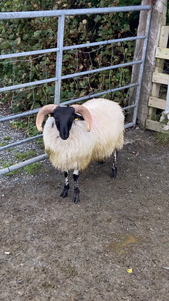 SIS approved Mayo/Connemara ram lamb - Image 2