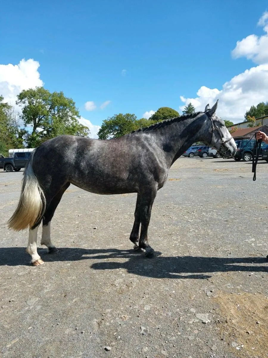 Lot269 cavan Irish draught sale - Image 1