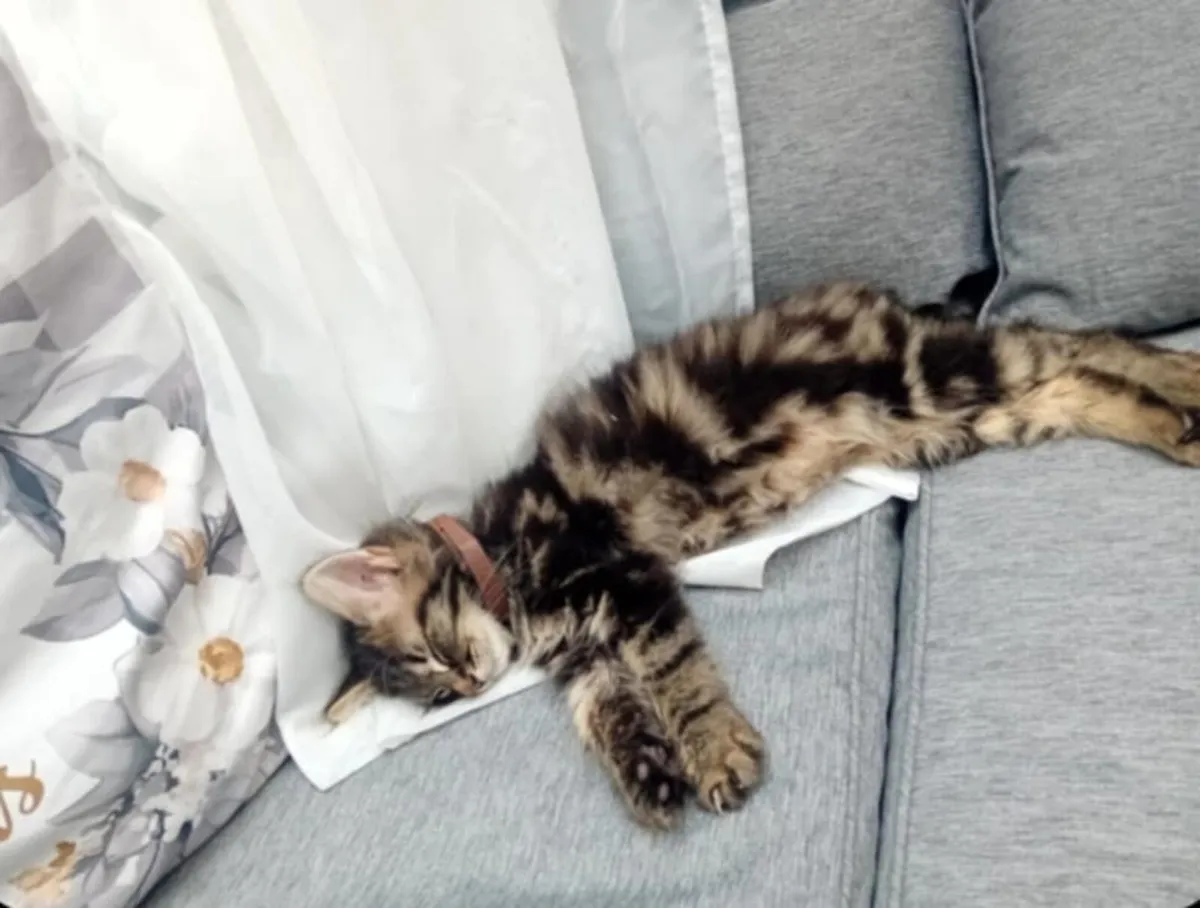 Maine coon kitten - Image 1