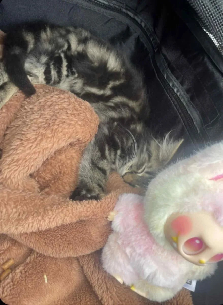 Maine coon kitten - Image 2
