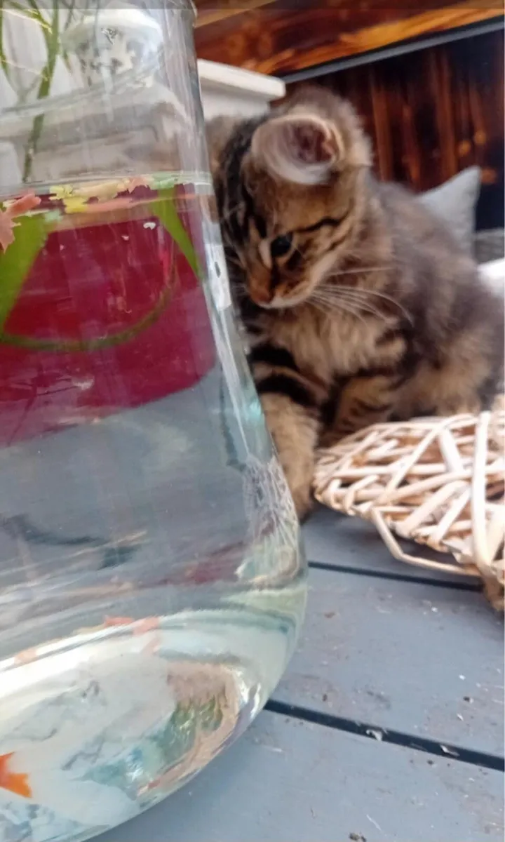 Maine coon kitten - Image 4