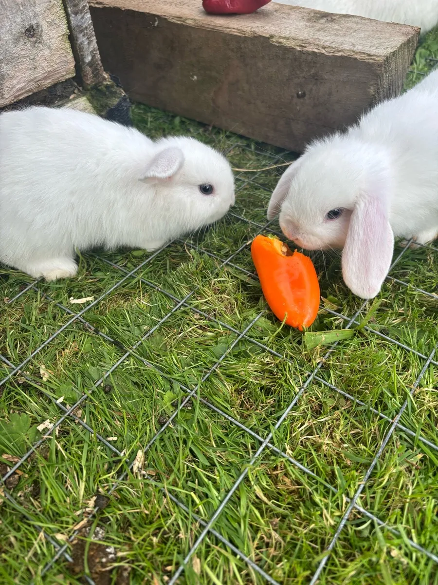 Lop eared rabbits - Image 2