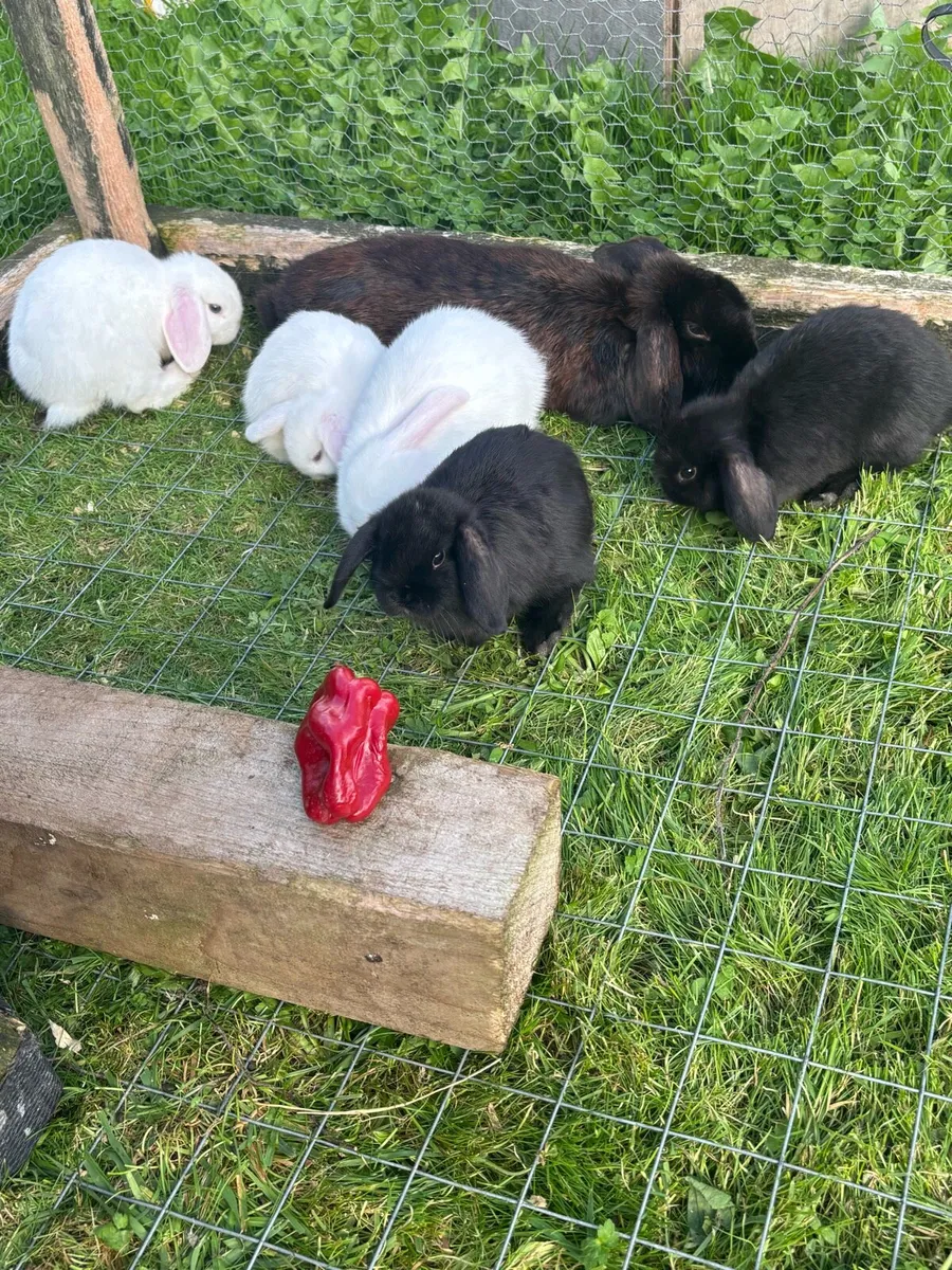 Lop eared rabbits - Image 3