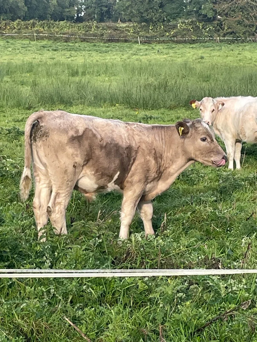6 Charolais bulls - Image 1