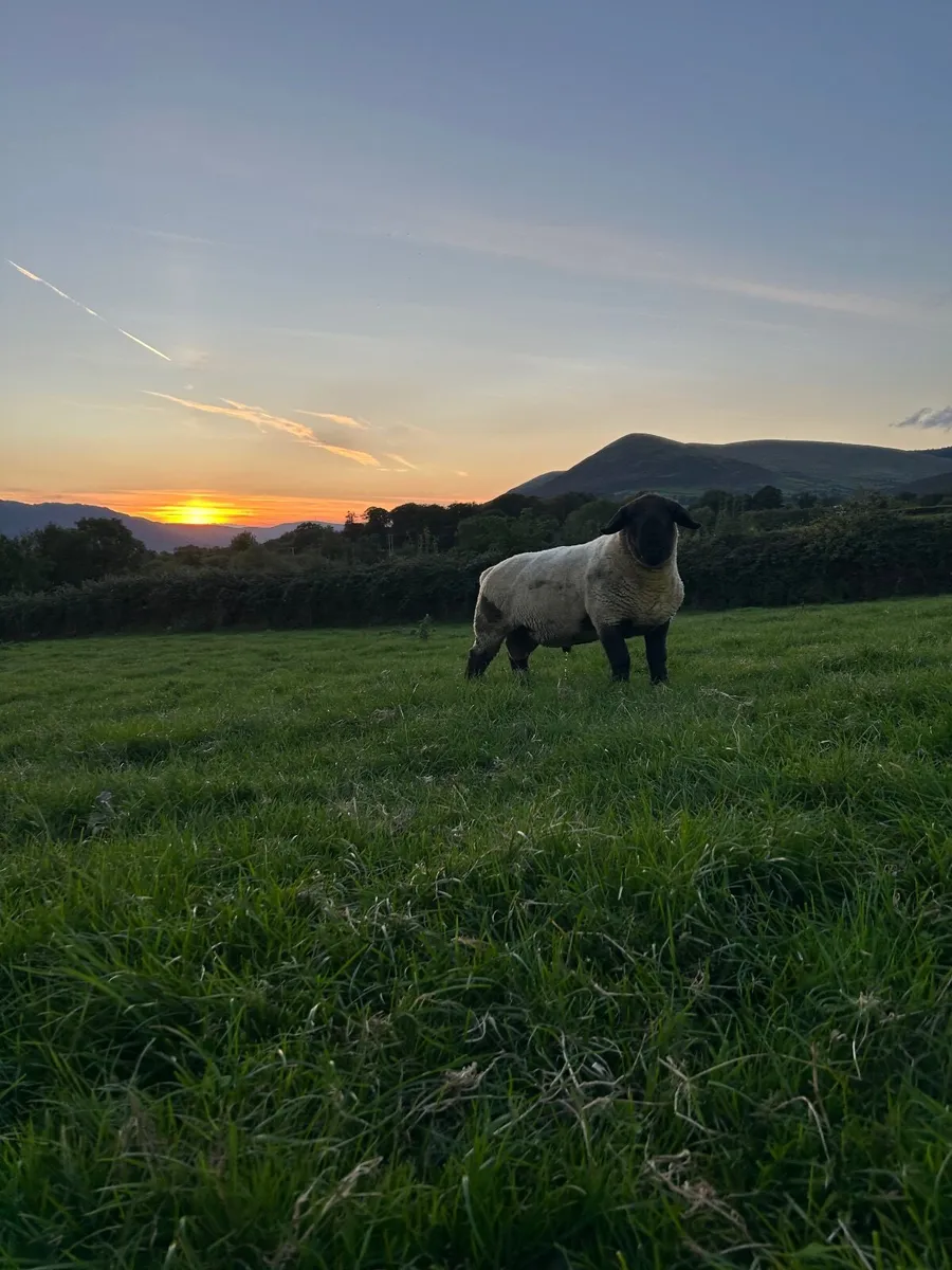 Suffolk Shearling Ram - Image 1