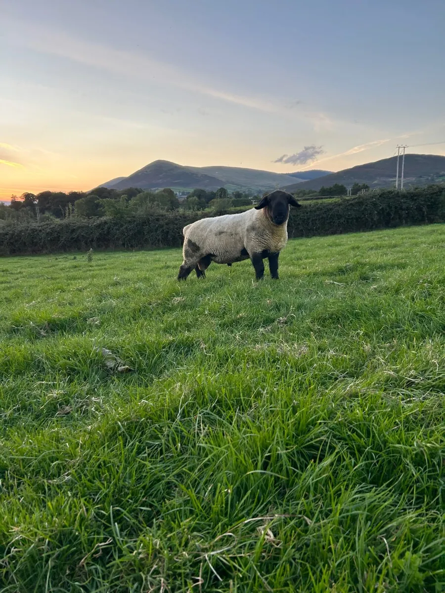 Suffolk Shearling Ram - Image 2