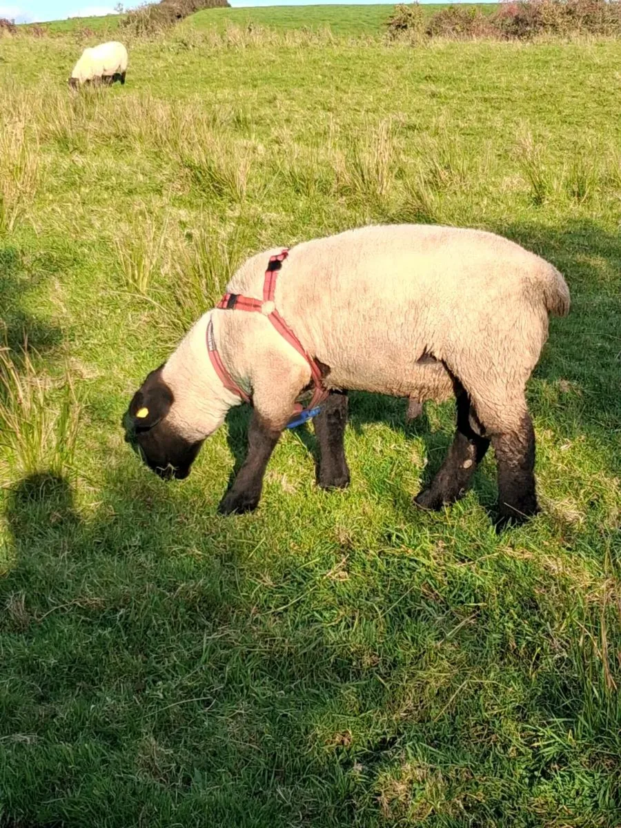 PBR SUFFOLK HOGGET - Image 2