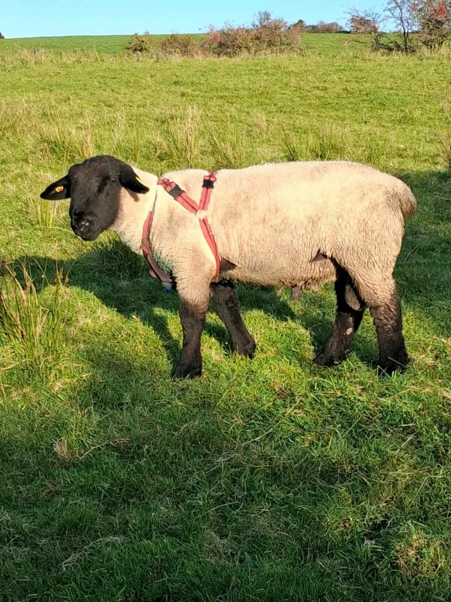 PBR SUFFOLK HOGGET - Image 1