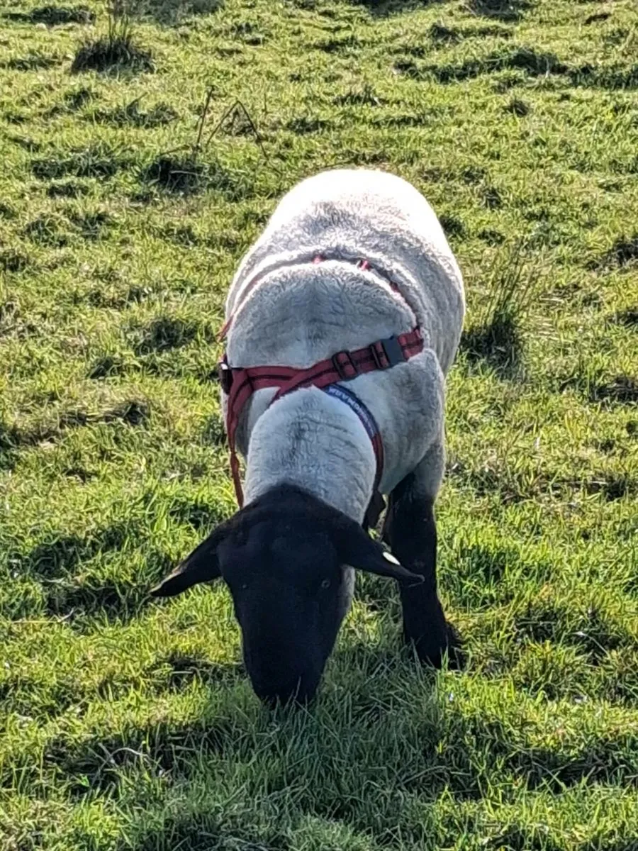 PBR SUFFOLK HOGGET - Image 3
