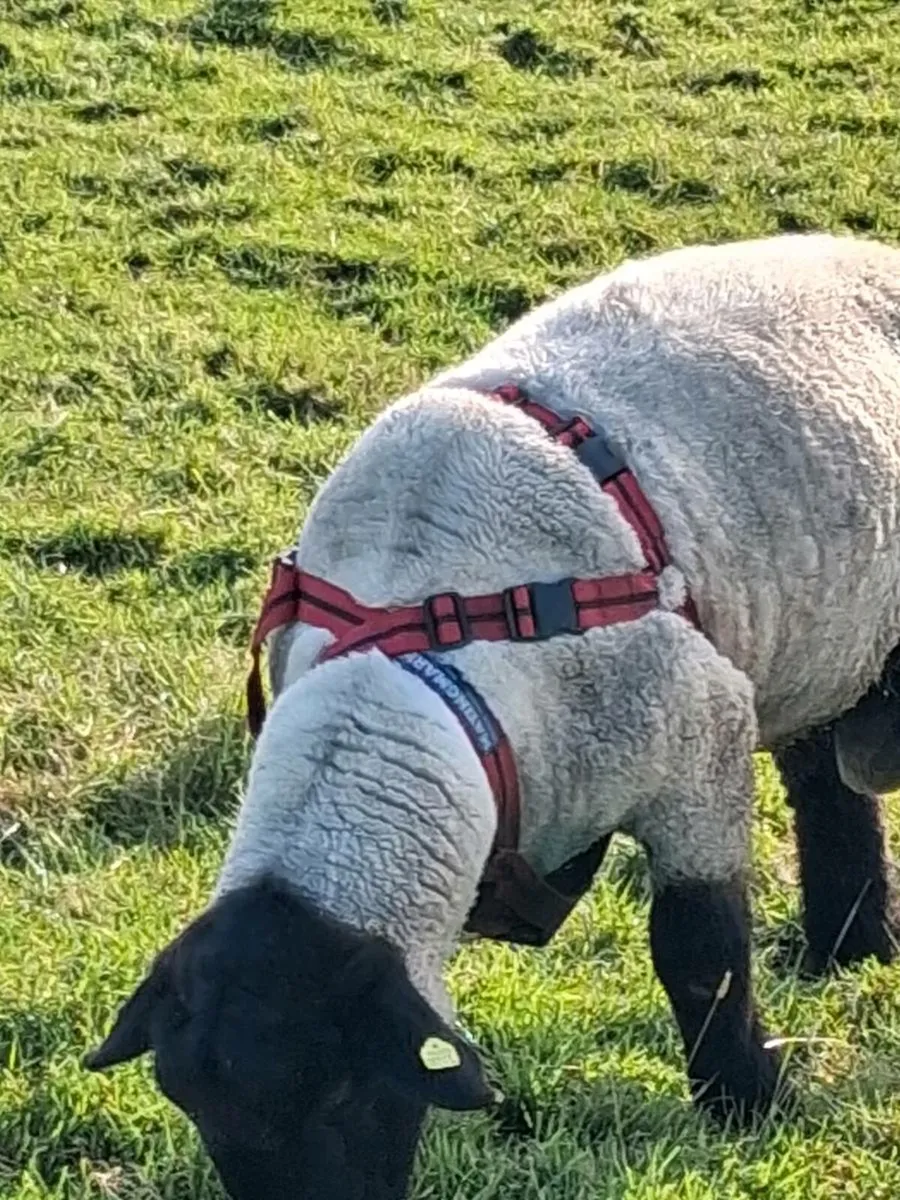 PBR SUFFOLK HOGGET - Image 4
