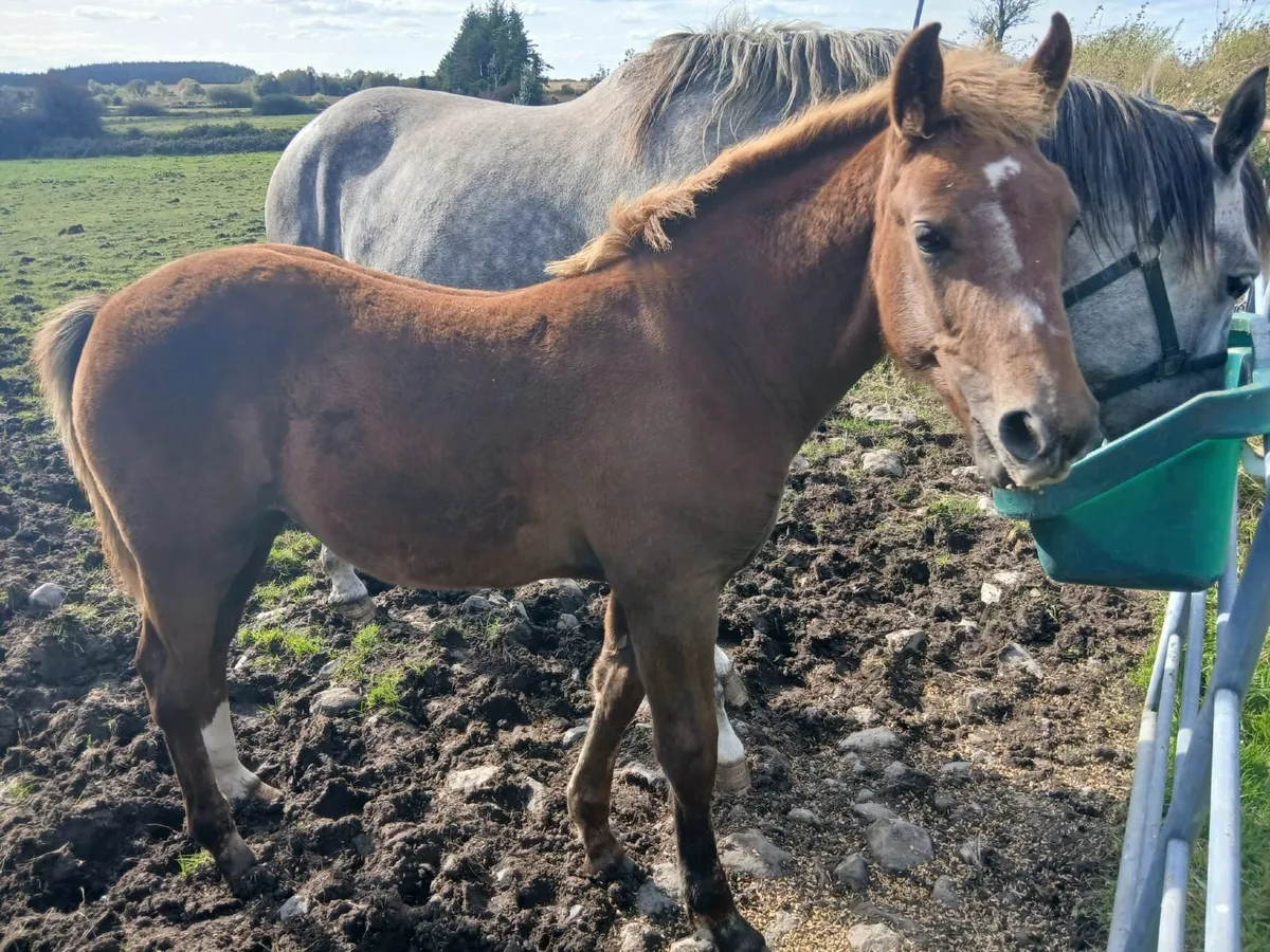 Colt foal - Image 3