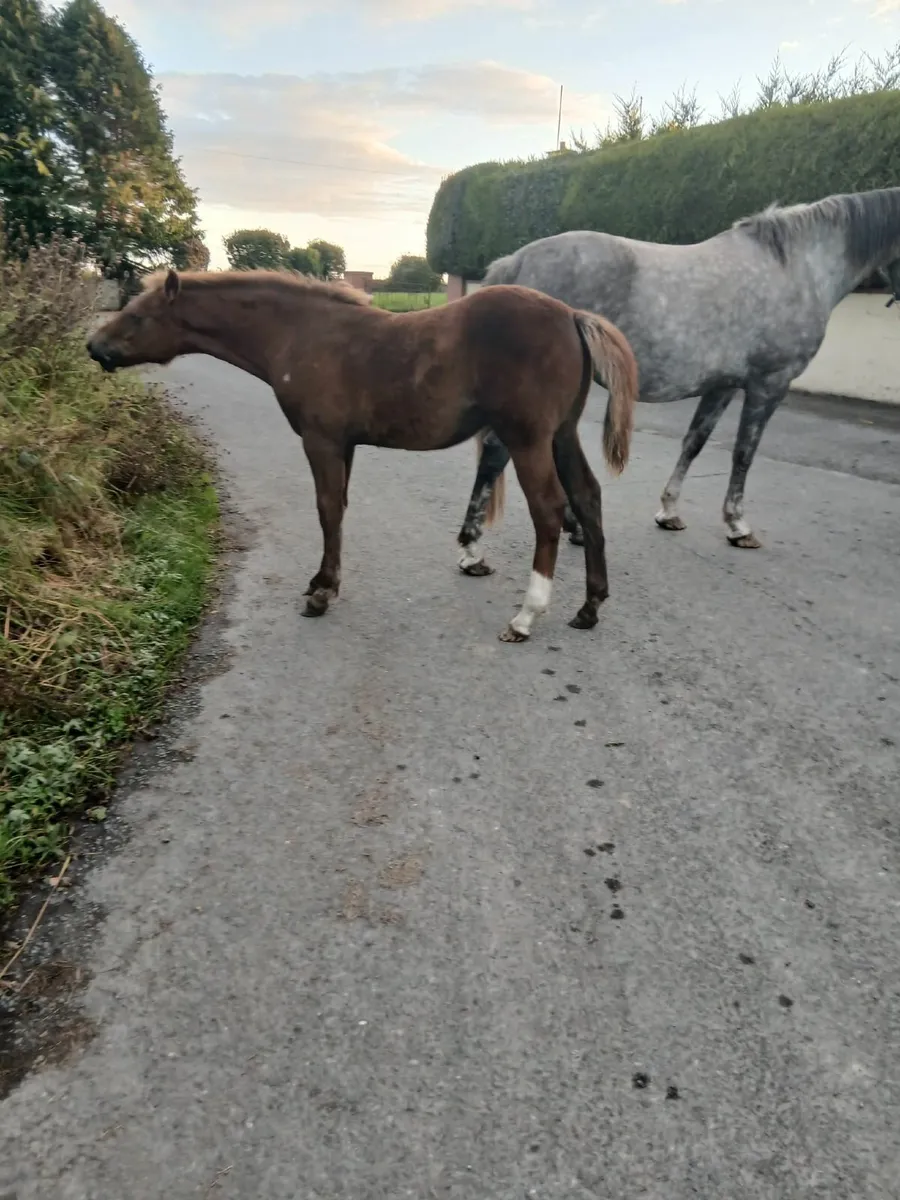 Colt foal - Image 4