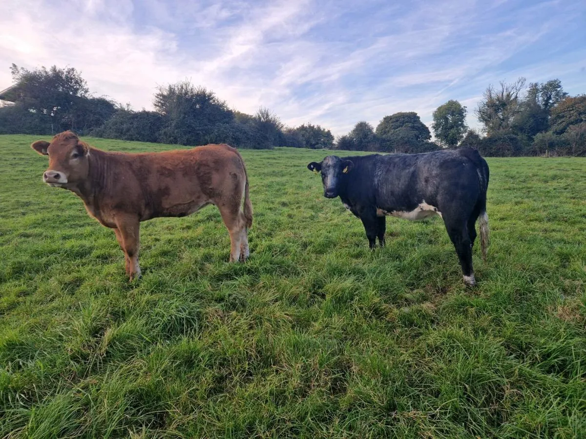 Breeding Heifers - Image 3