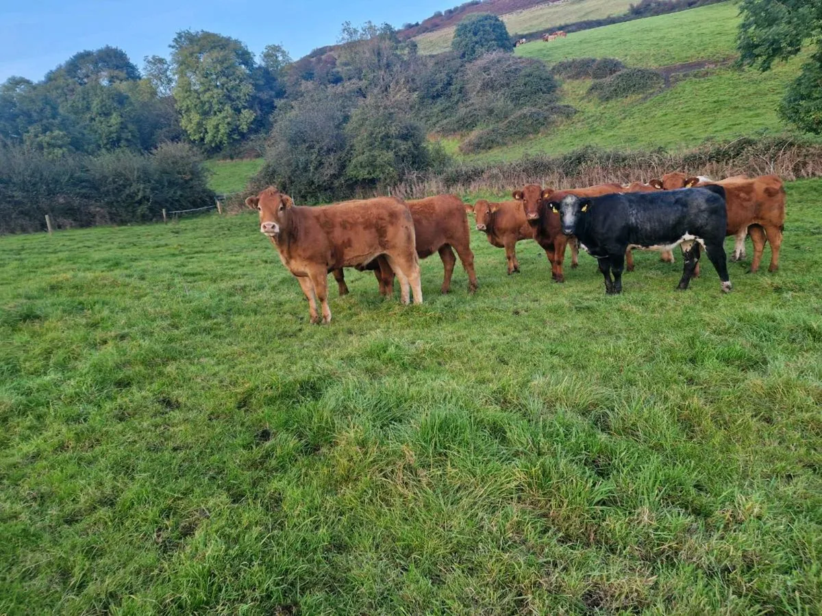 Breeding Heifers - Image 4