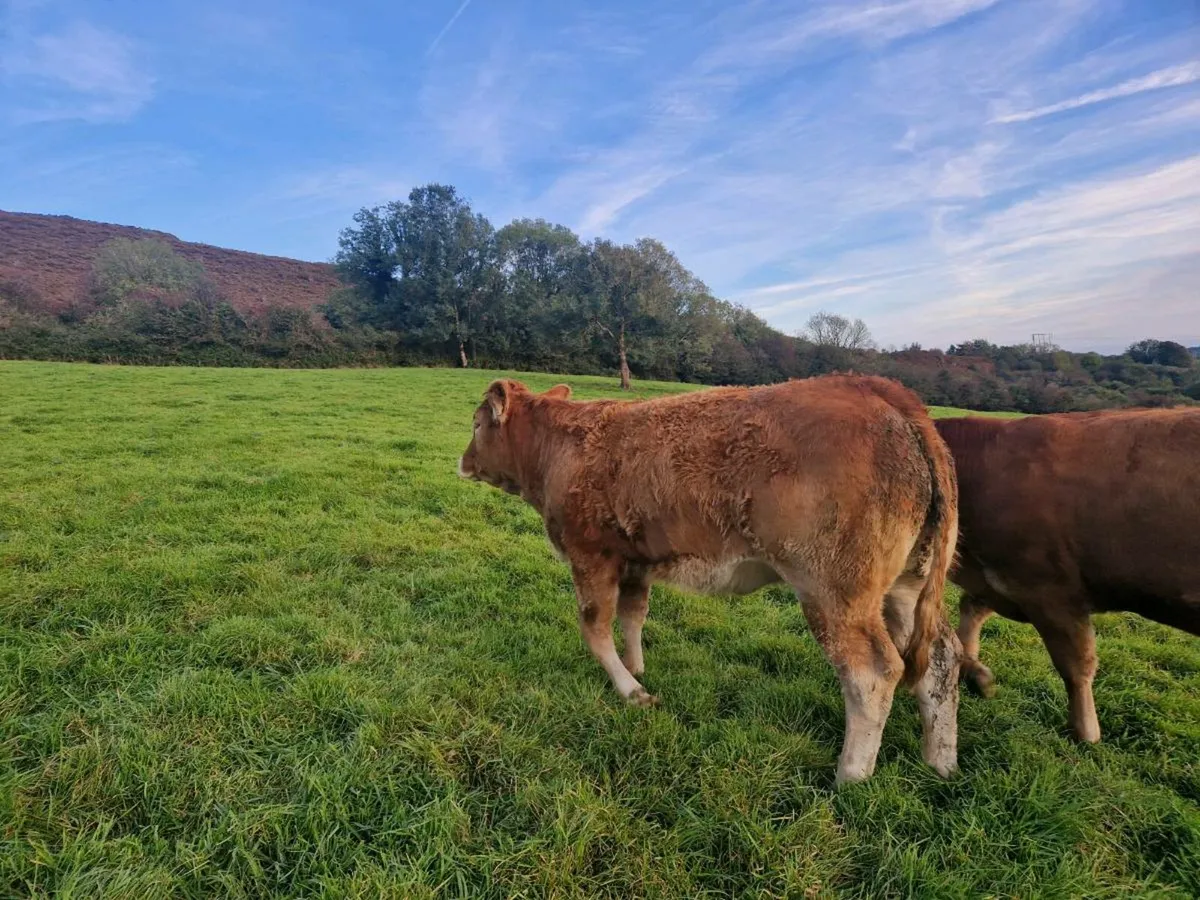 Breeding Heifers - Image 2