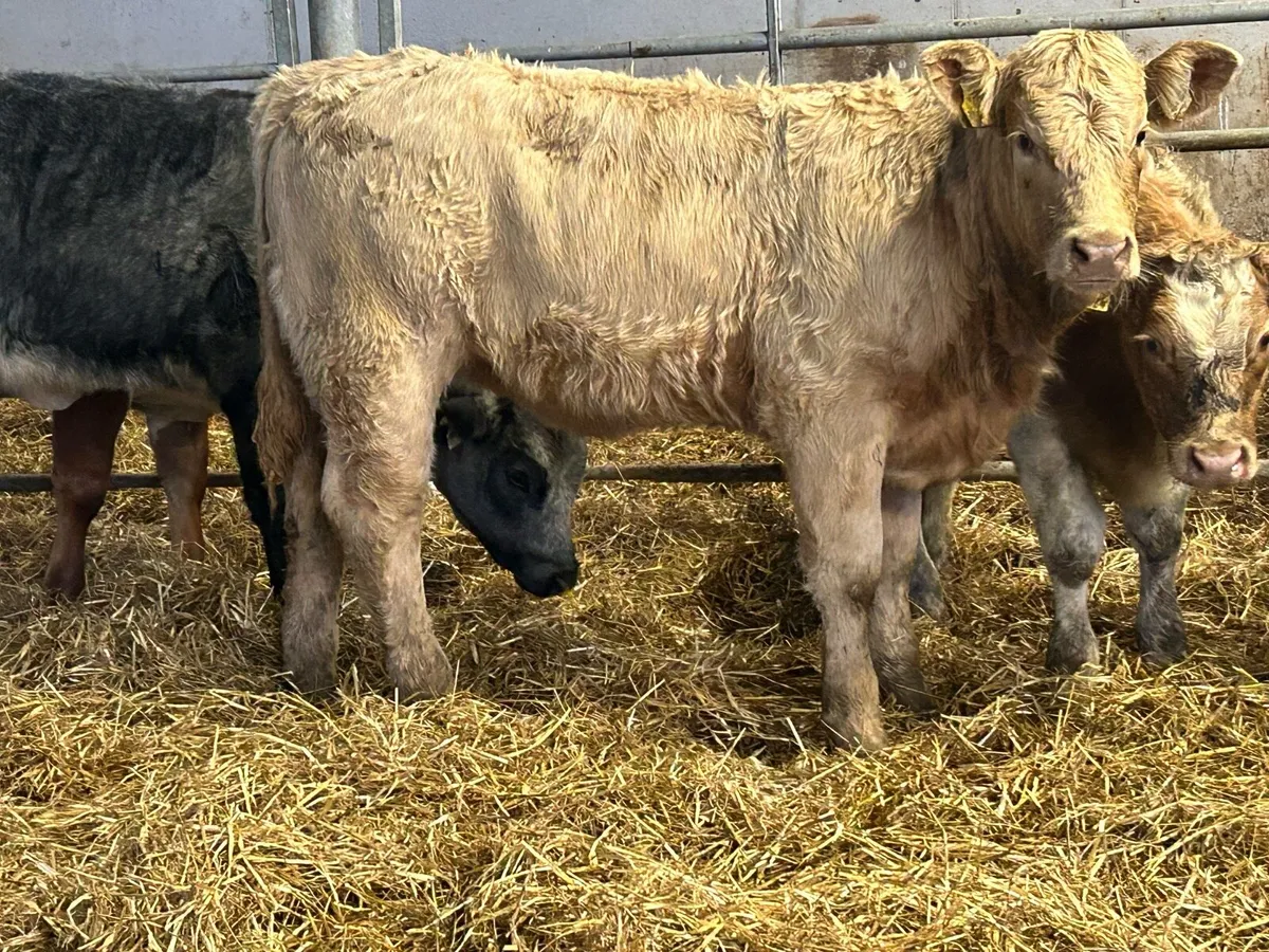 3 smashing golden charlois heifers - Image 1