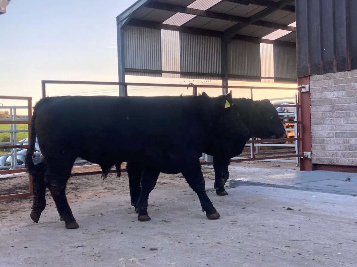 Pedigree Aberdeen Angus bulls for sale - Image 1