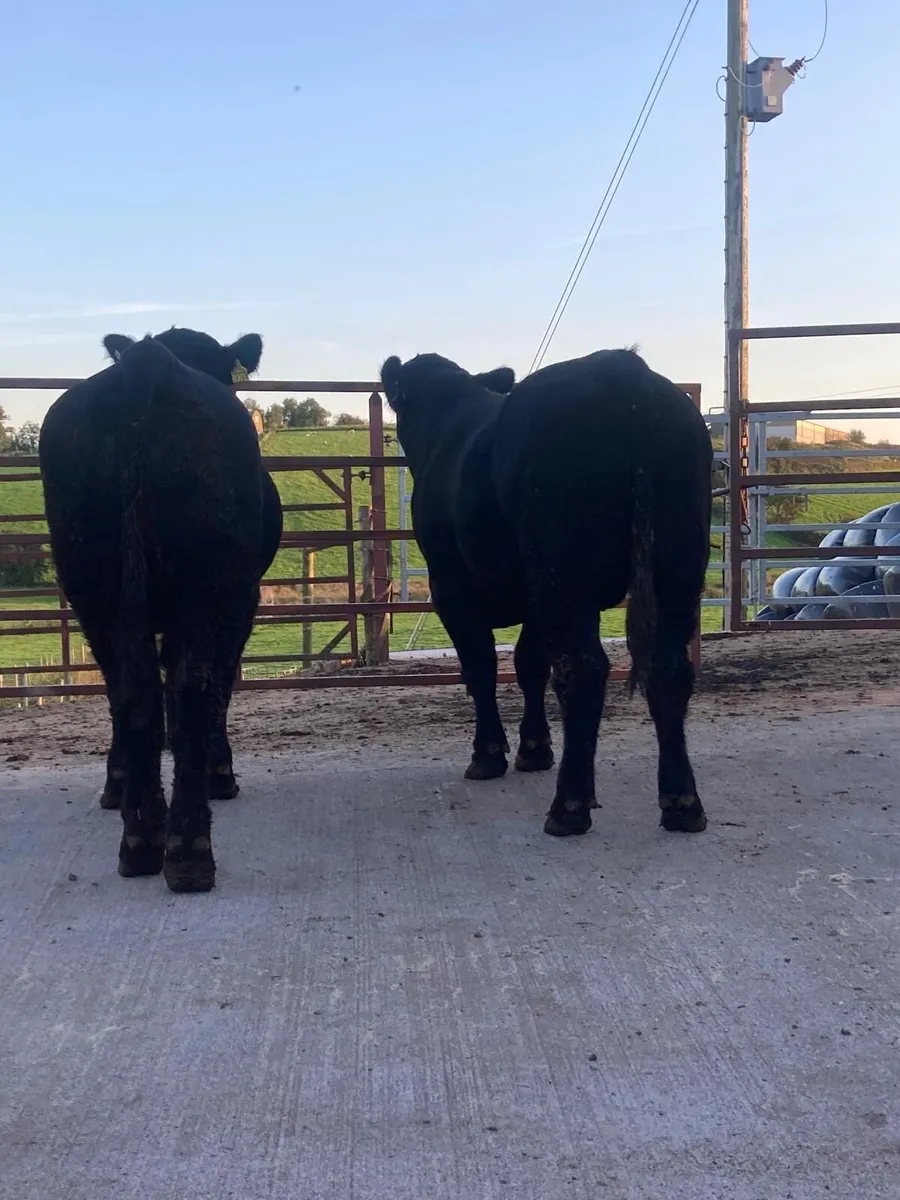 Pedigree Aberdeen Angus bulls for sale - Image 2