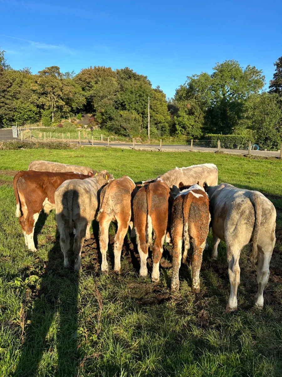Charolais Simmental and Fkv bulls - Image 2