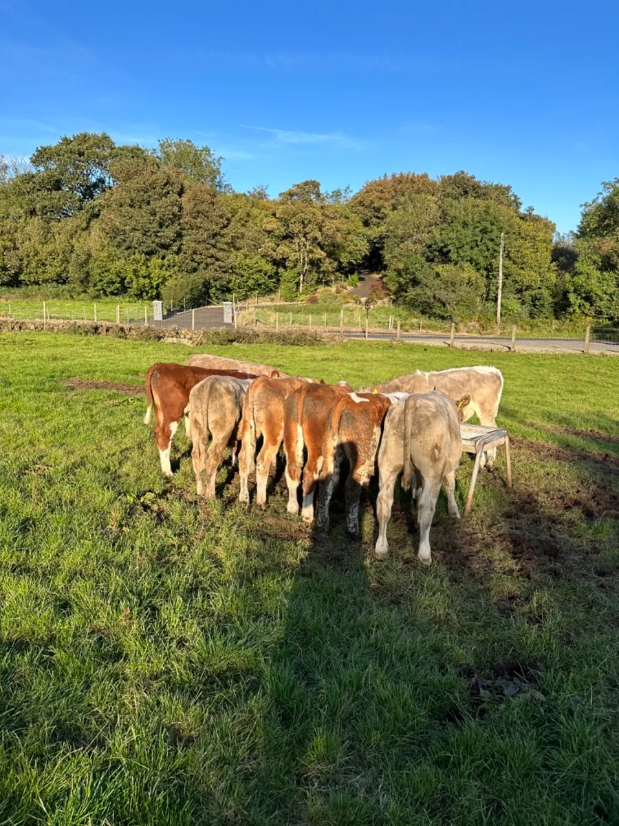 Charolais Simmental and Fkv bulls - Image 1