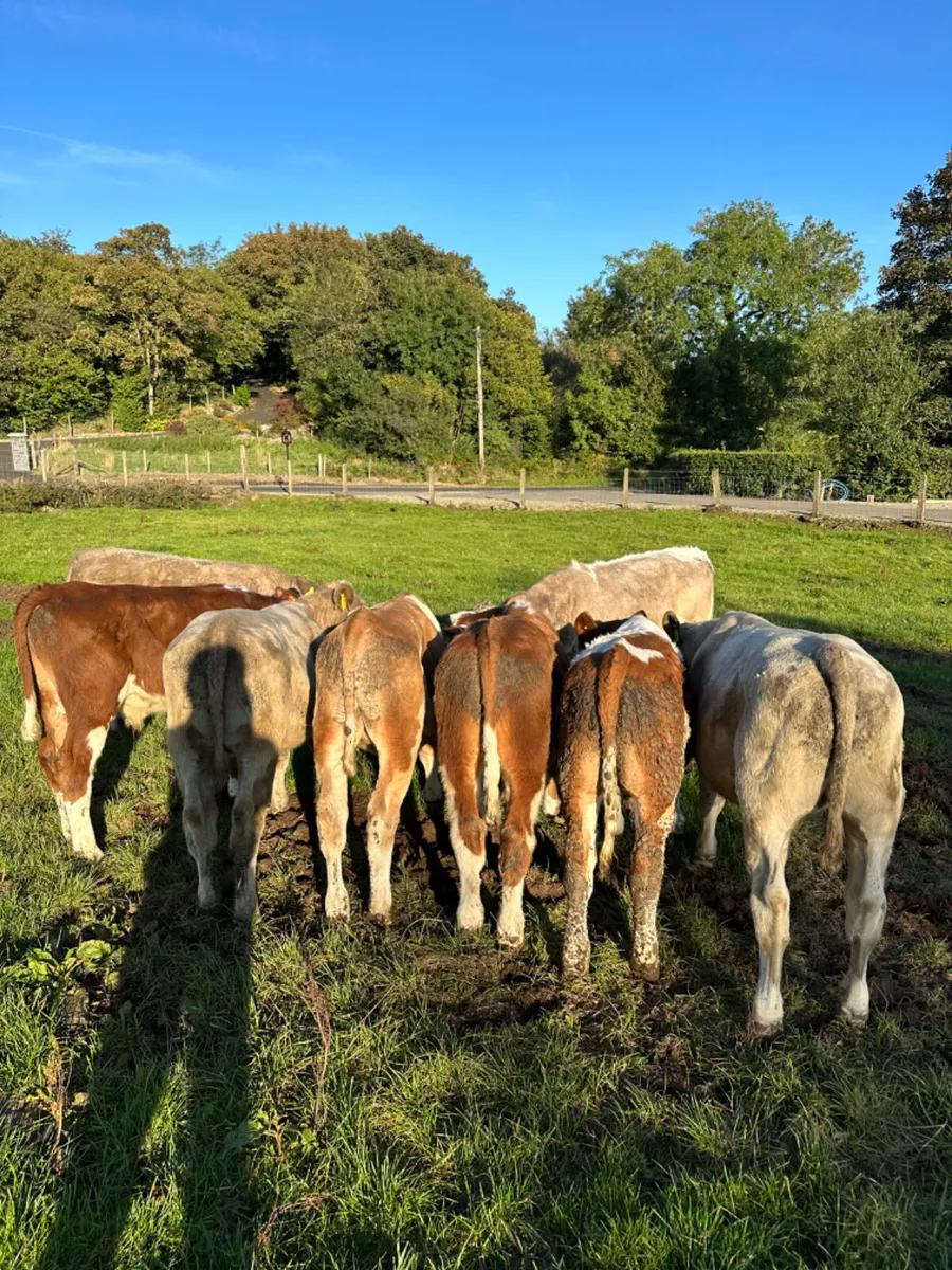 Charolais Simmental and Fkv bulls - Image 4