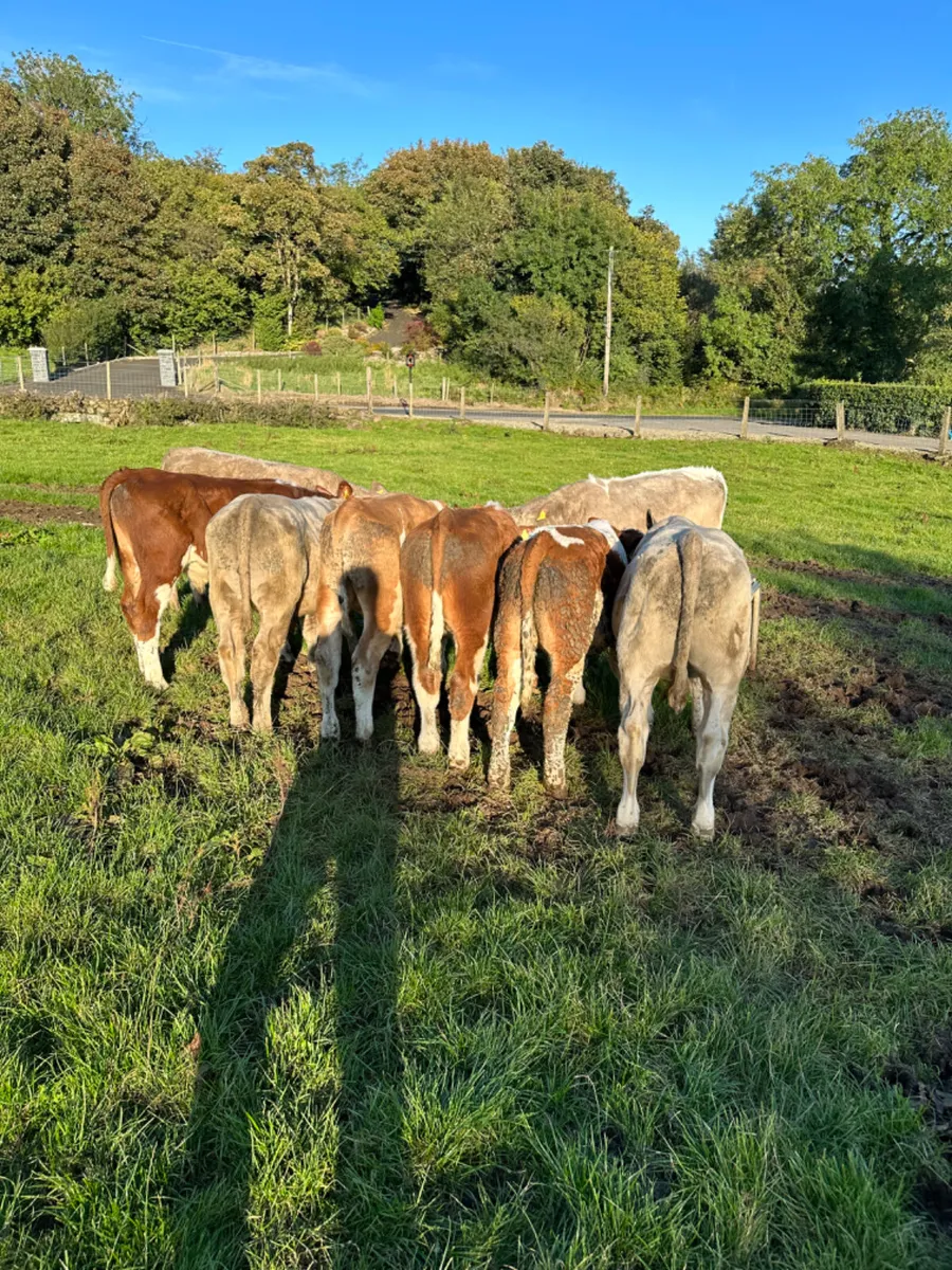 Charolais Simmental and Fkv bulls - Image 3