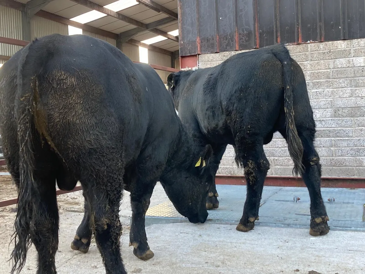 Pedigree Aberdeen Angus bulls for sale - Image 3