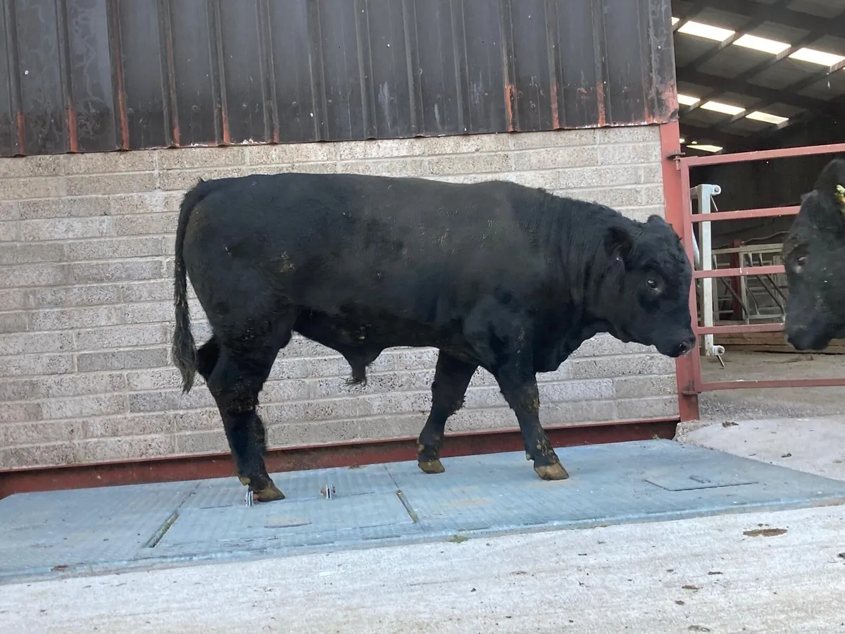 Pedigree Aberdeen Angus bulls for sale - Image 4