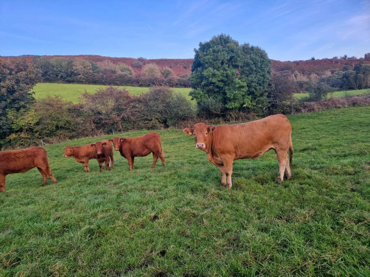 Breeding Heifers - Image 1