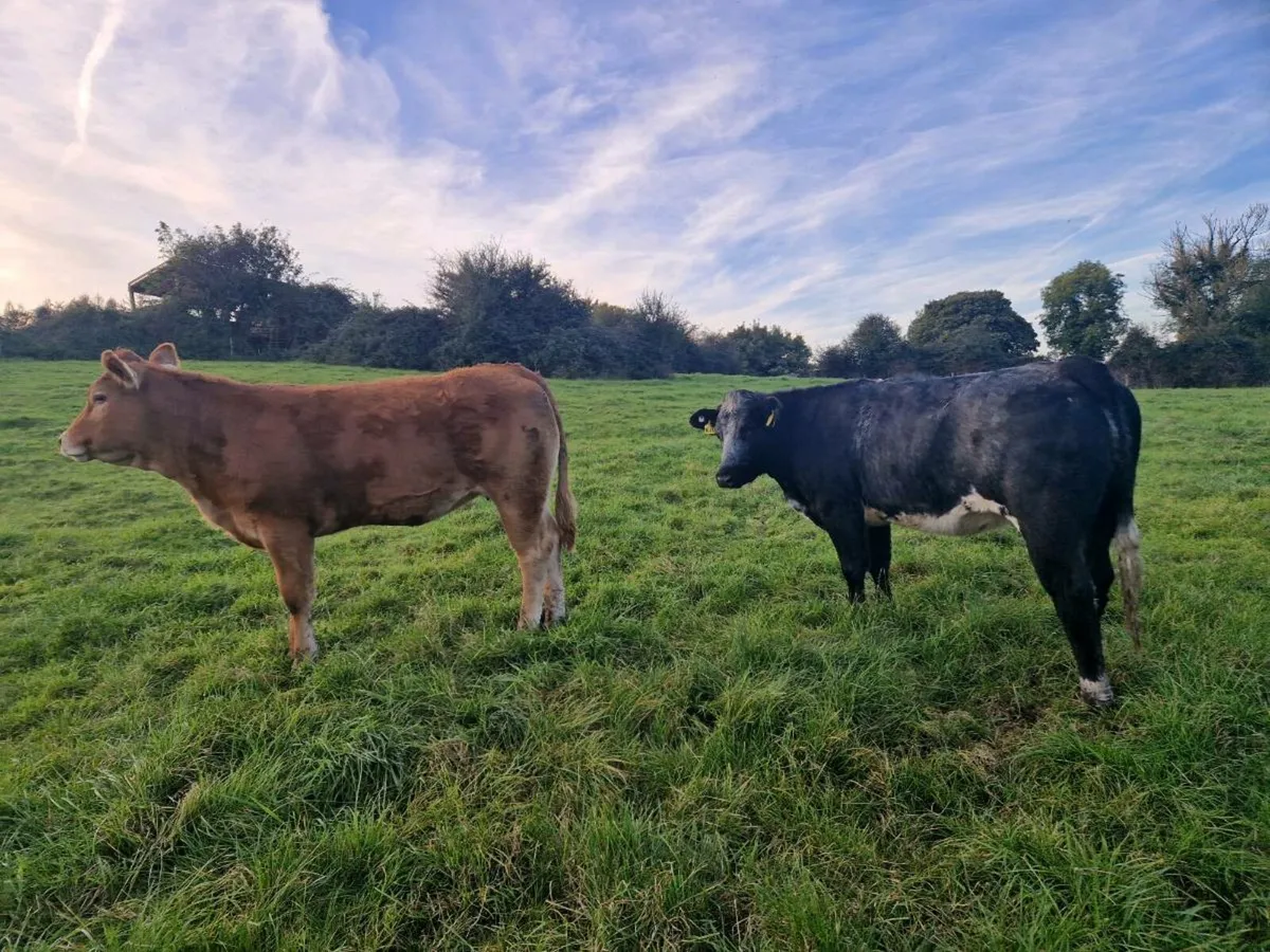 Breeding Heifers - Image 1