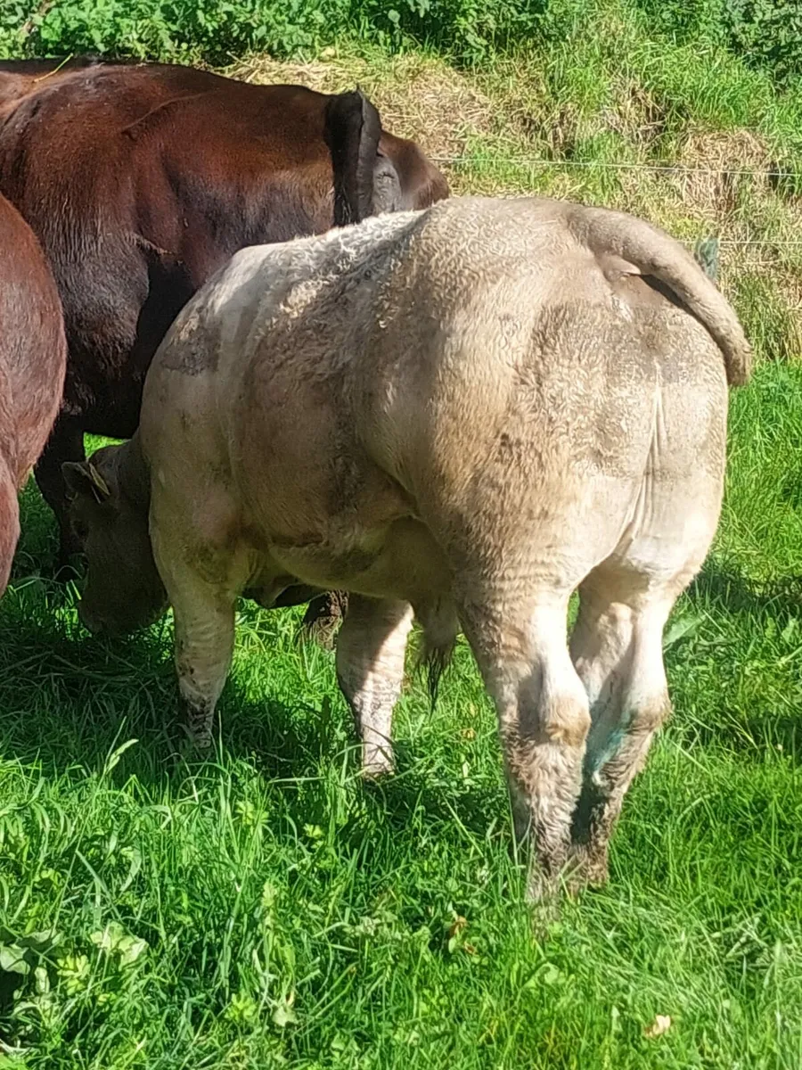 Weanlings bulls - Image 2